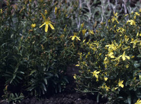 Hypericum orientale
