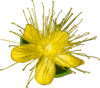 Hypericum online